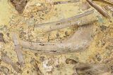 Dinosaur Tendons and Bones in Sandstone - Wyoming #228358-4